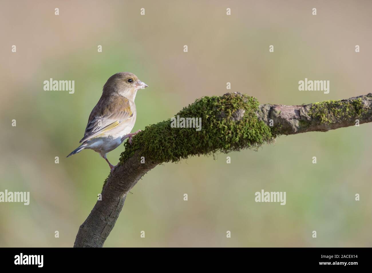 Ritratto di unione verdone (Chloris chloris) Foto Stock