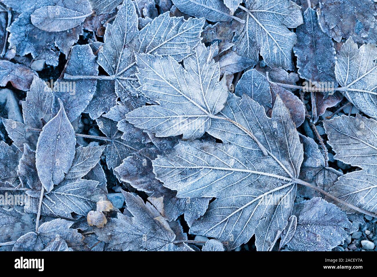 Il primo gelo su Maple Leafs. Sfondo Inverno Foto Stock