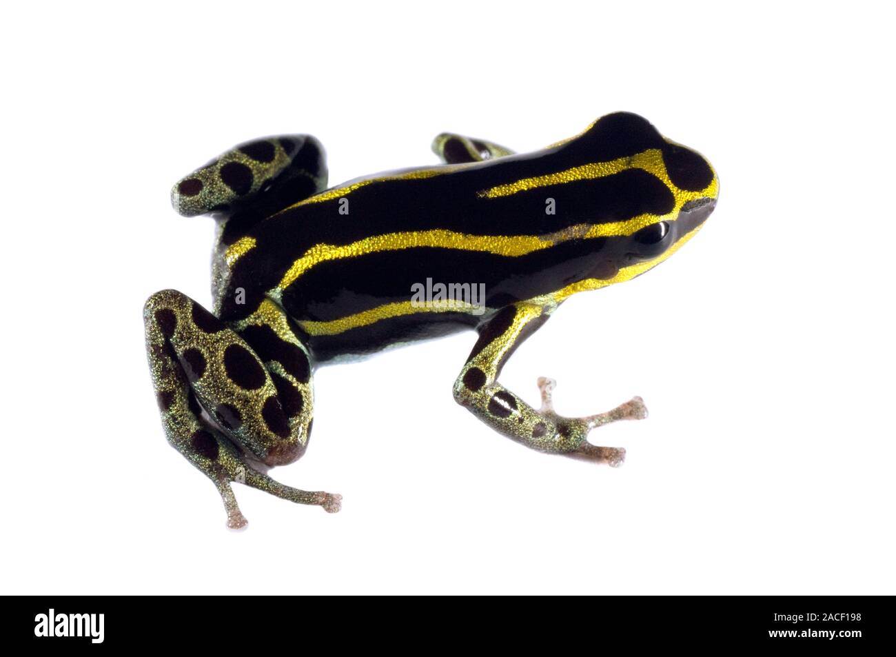 Poison dart frog (Famiglia Dendrobatidae). Questa rana, noto anche come la freccia velenosa, rana è un albero scalatore trovato nelle regioni tropicali del centro e così Foto Stock