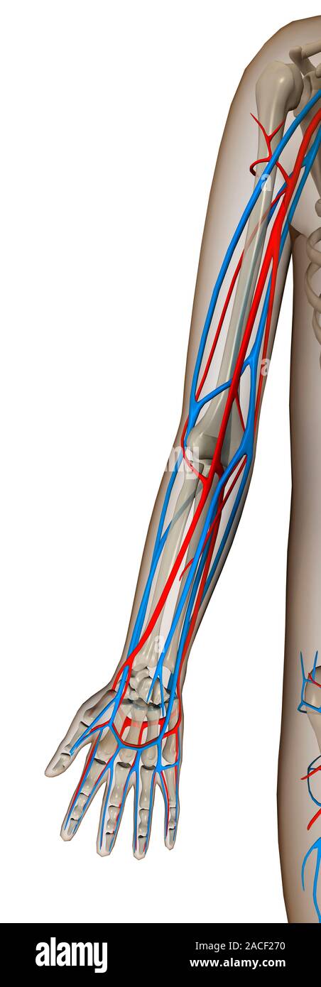 Il braccio di vasi sanguigni, opere d'arte. Entro il corpo delineato forma  (grigio) sono le ossa (anche grigio) e le arterie (rosso) e vene (blu).  Nella parte superiore del braccio Foto stock -