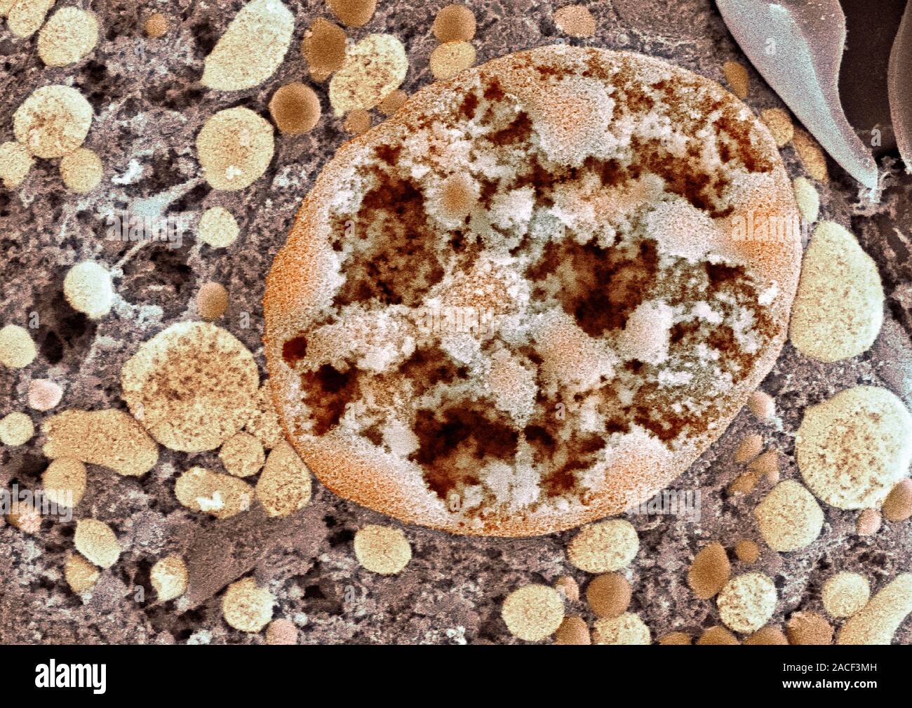 Nucleo cellulare. Color scanning electron microfotografia (SEM) di una sezione attraverso il nucleo (centro destra) di una cellula di rene. Il nucleo cellulare contiene Foto Stock