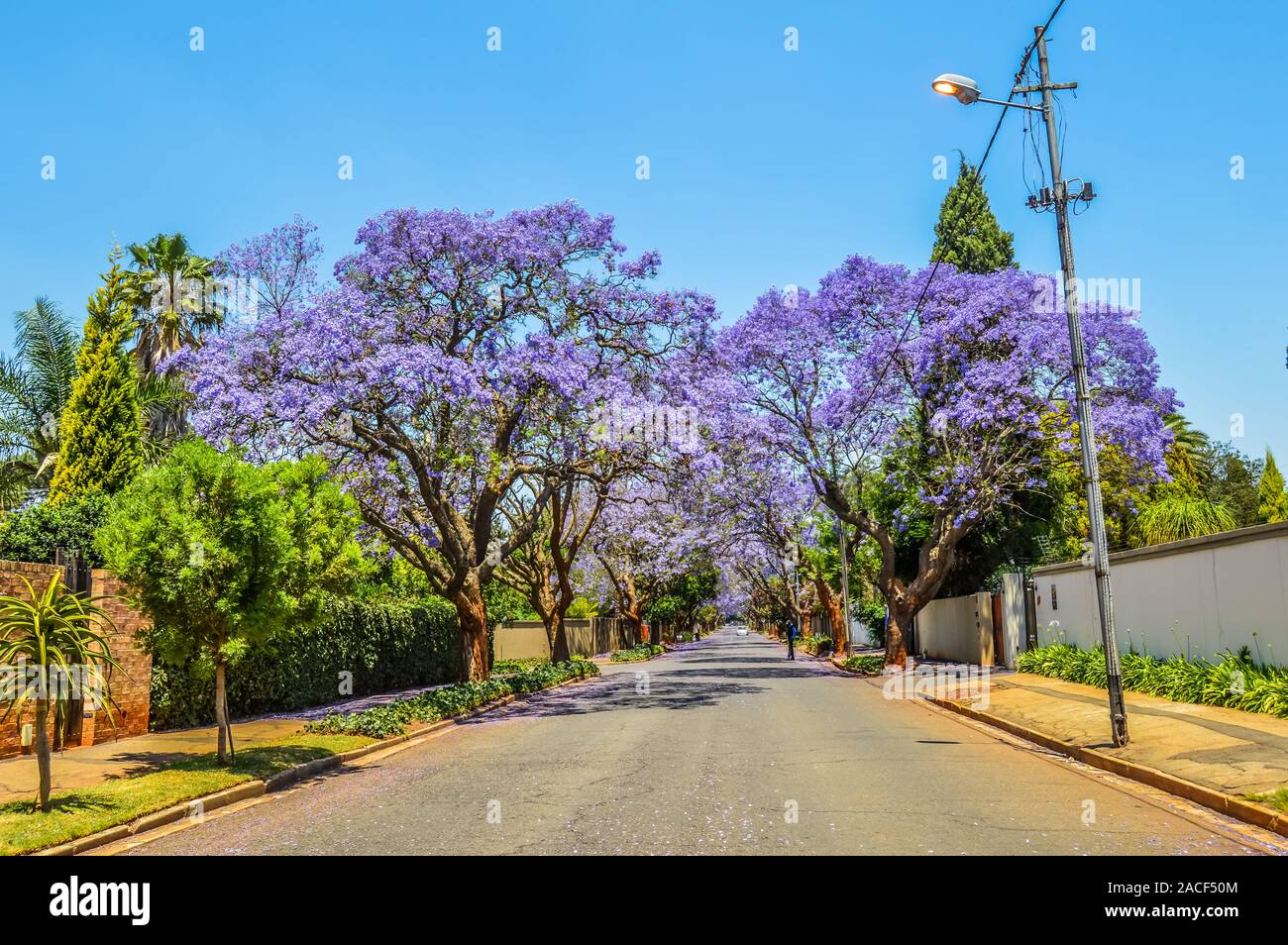 Viola blu Jacaranda mimosifolia fiorire in via Pretoria durante la primavera Nel mese di ottobre in Sud Africa Foto Stock