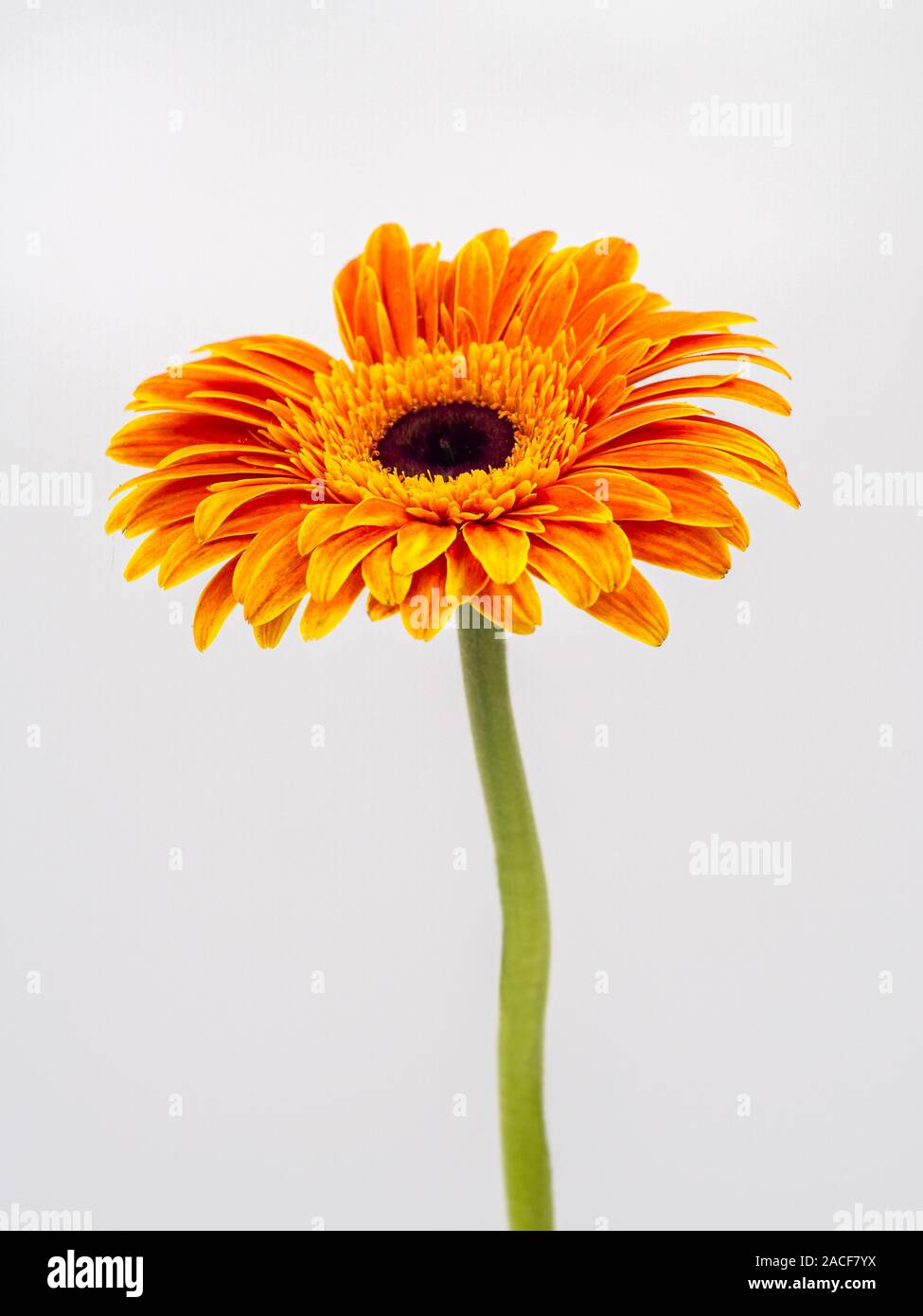Bella orange gerbera daisy flower isolati su sfondo bianco Foto Stock