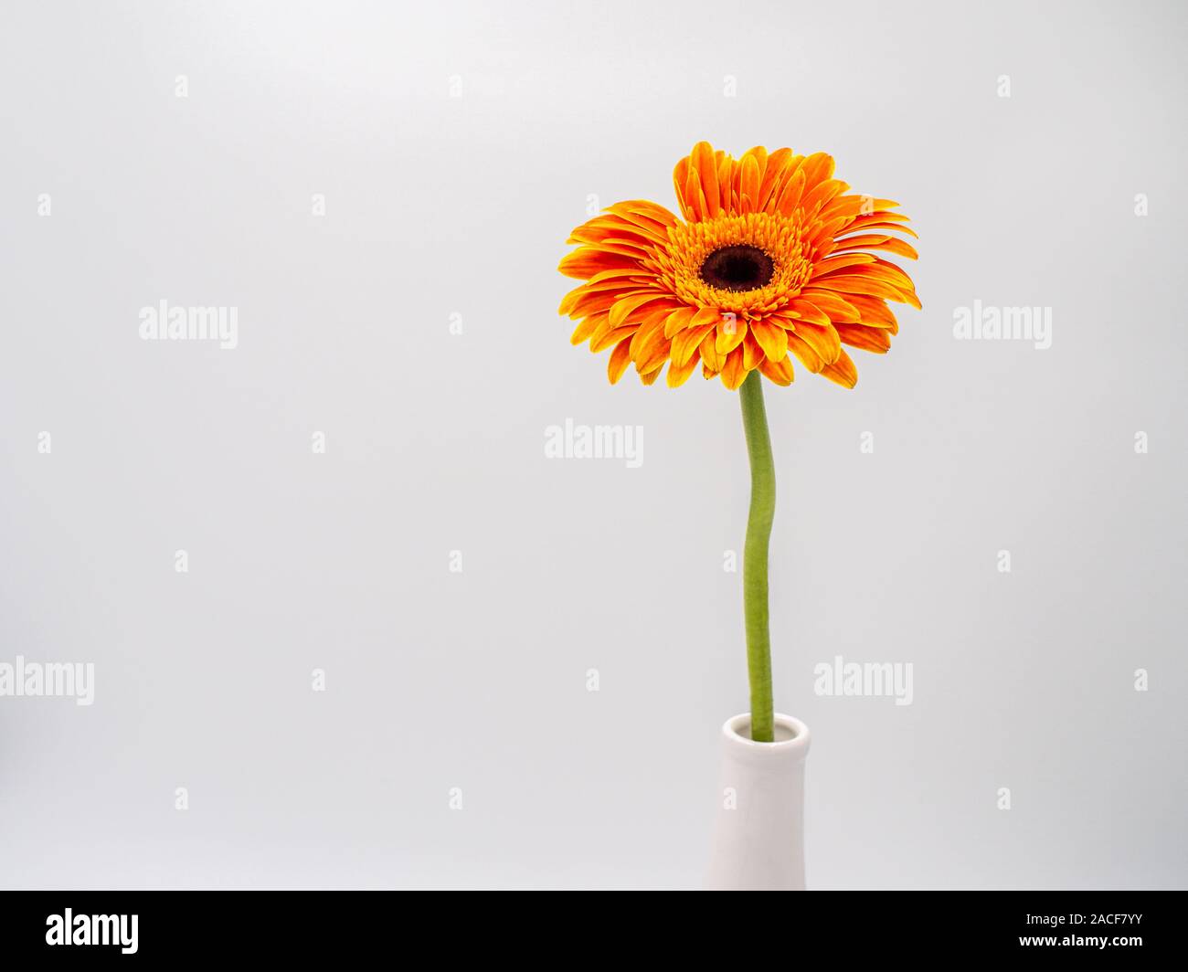 Bella orange gerbera daisy flower isolati su sfondo bianco Foto Stock
