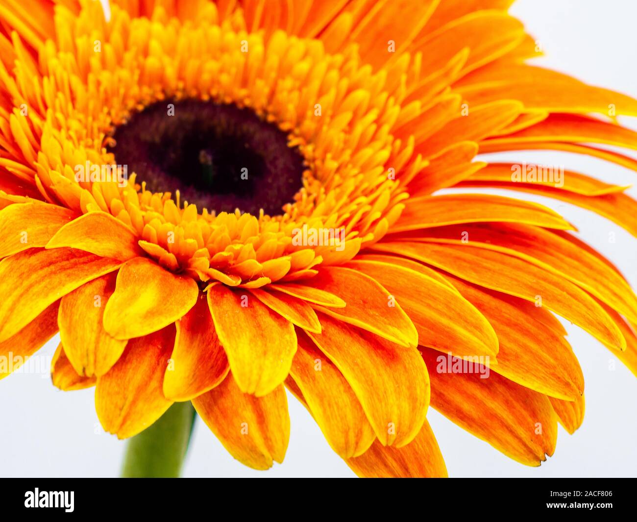 Bella orange gerbera daisy flower isolato da vicino Foto Stock