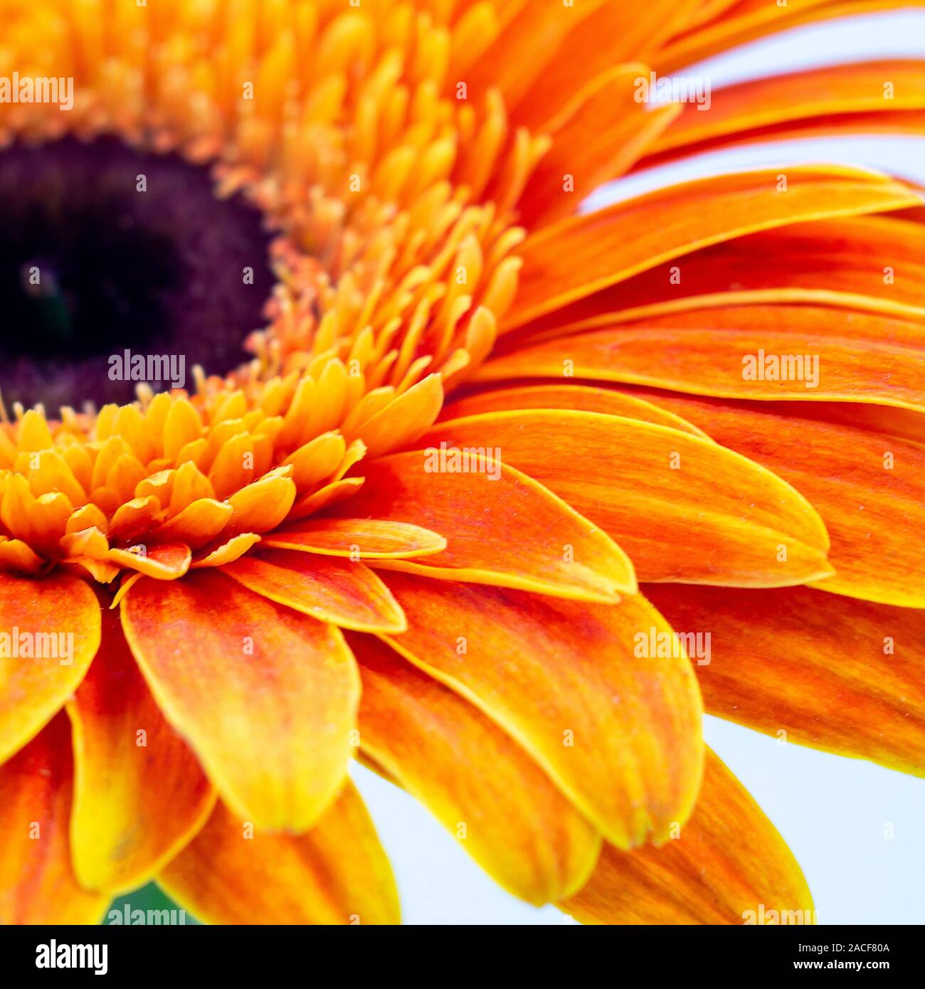 Bella orange gerbera daisy flower isolato da vicino Foto Stock