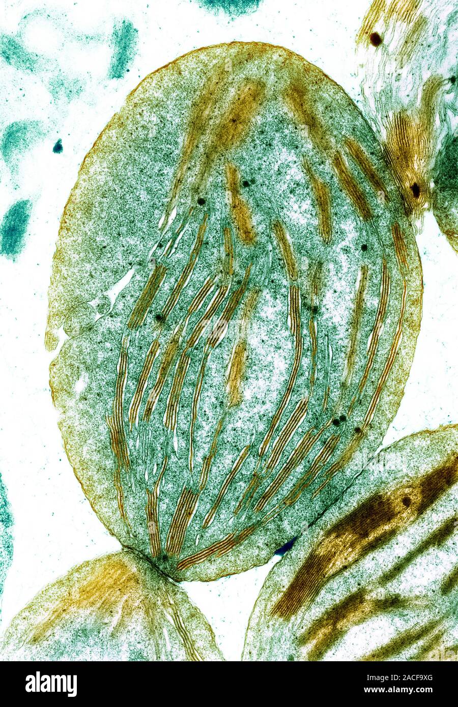 Cloroplasto. Color scanning electron microfotografia (SEM) di una sezione di una pianta il cloroplasto. Cloroplasti sono il sito di fotosintesi, il Foto Stock