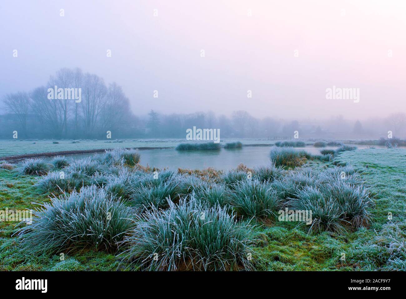 La mattina presto inverno sparare a Sudbury prati. Foto Stock