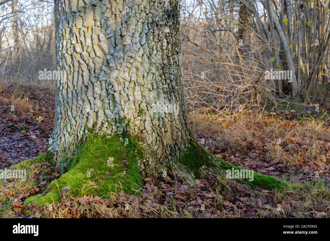 Vecchio stabile Oak tree root nei boschi dalla caduta stagione Foto Stock
