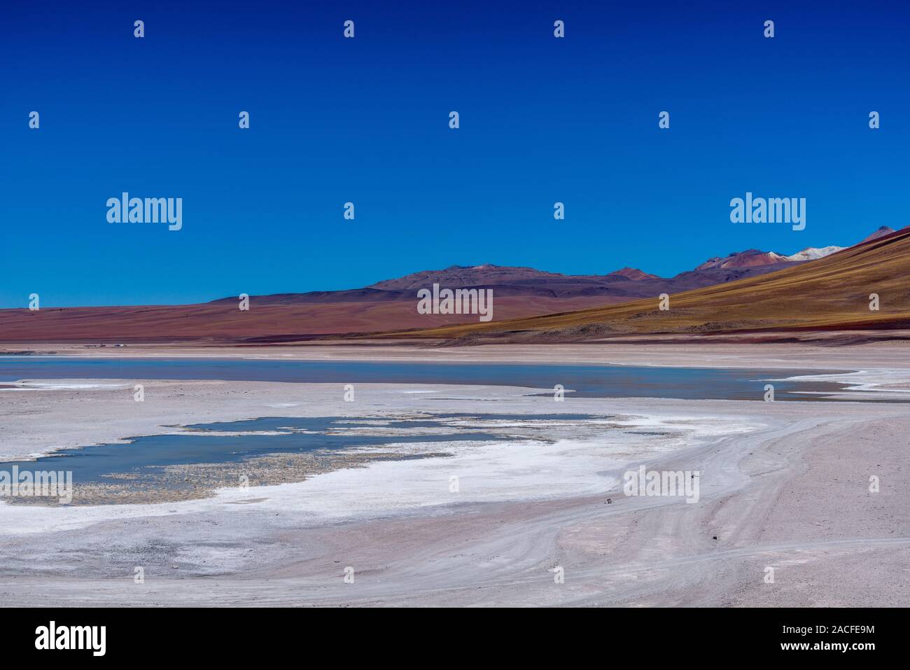 Laguna Blanca, Reserva Nacional de fauna Andina Eduardo Avaroa, Altiplano meridionale, Dipartimento Potosi, Southwest Bolivia, America Latina Foto Stock