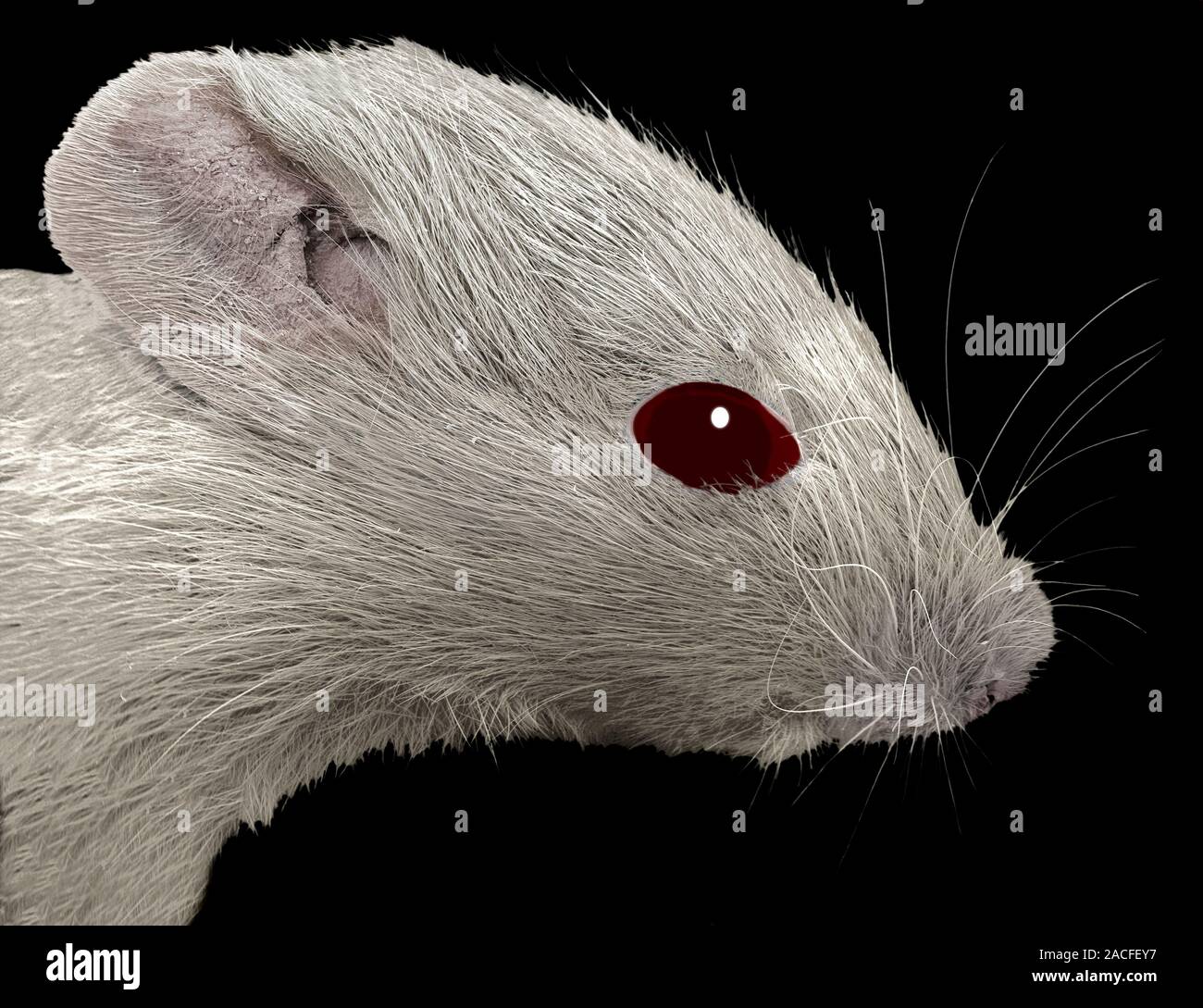 Lab mouse. Color scanning electron microfotografia (SEM) della testa di un  topo BALB/c. Uno dei suoi occhi e orecchie grandi e può essere visto,  insieme con la sua lunga Foto stock -