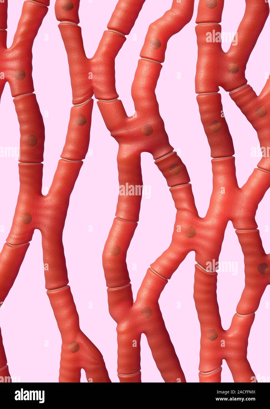 Il muscolo cardiaco. Computer grafica delle fibre muscolari cardiache. Il muscolo cardiaco è sotto il controllo del subconscio e continuamente i contratti per pompare sangue aroun Foto Stock