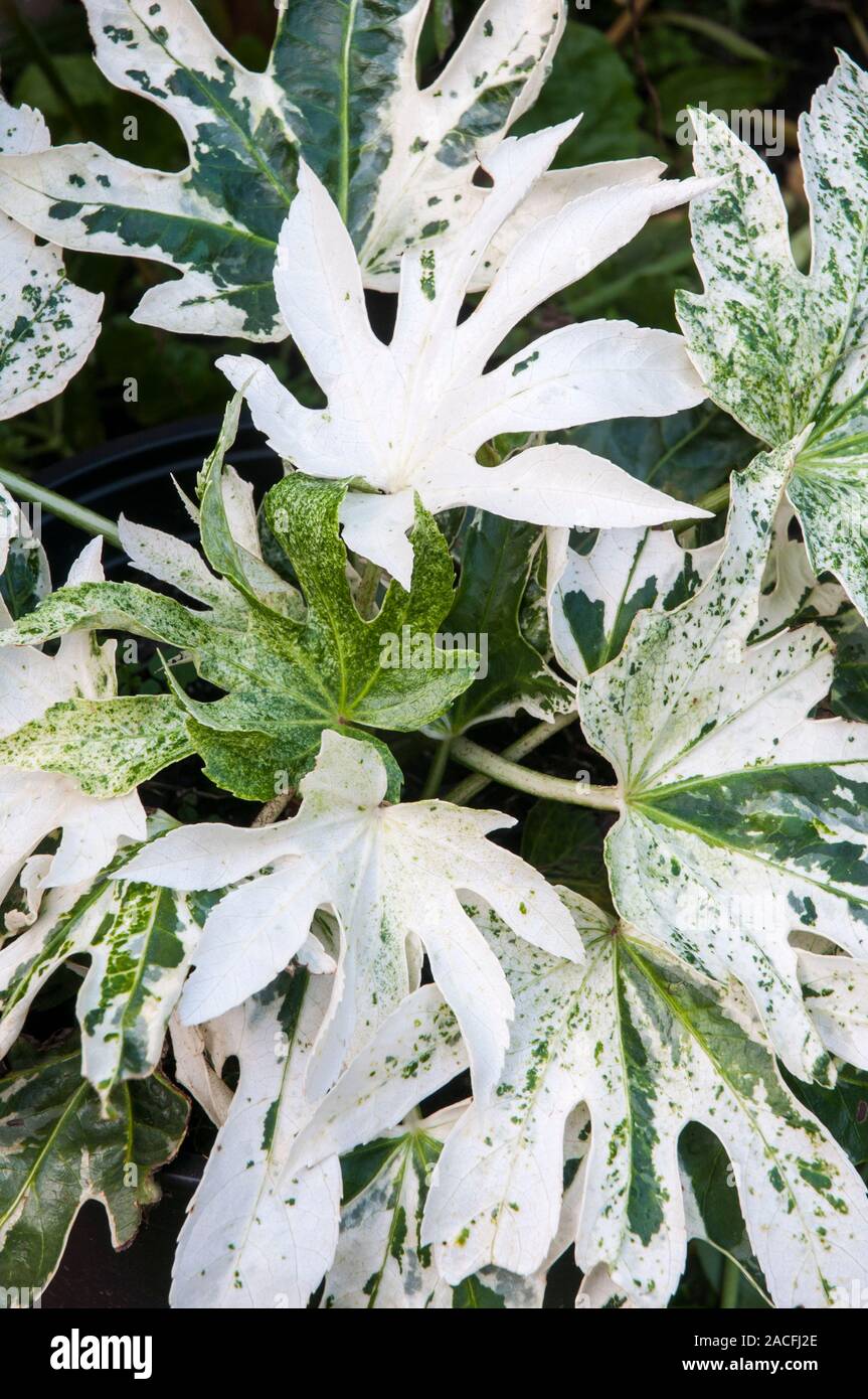 Fatsia japonica Spider Web è una pianta che ha il bianco e il verde delle foglie di un arbusto cespuglioso che è evergreen e completamente hardy Foto Stock