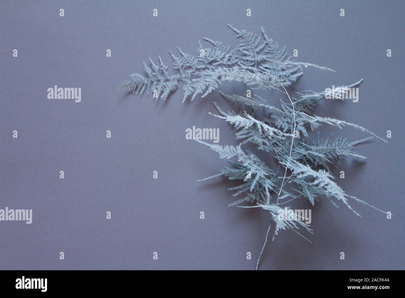 Natale o Capodanno in stile minimalista di sfondo bianco, ramo Asparagus setaceus su sfondo grigio chiaro, il fuoco selettivo Foto Stock