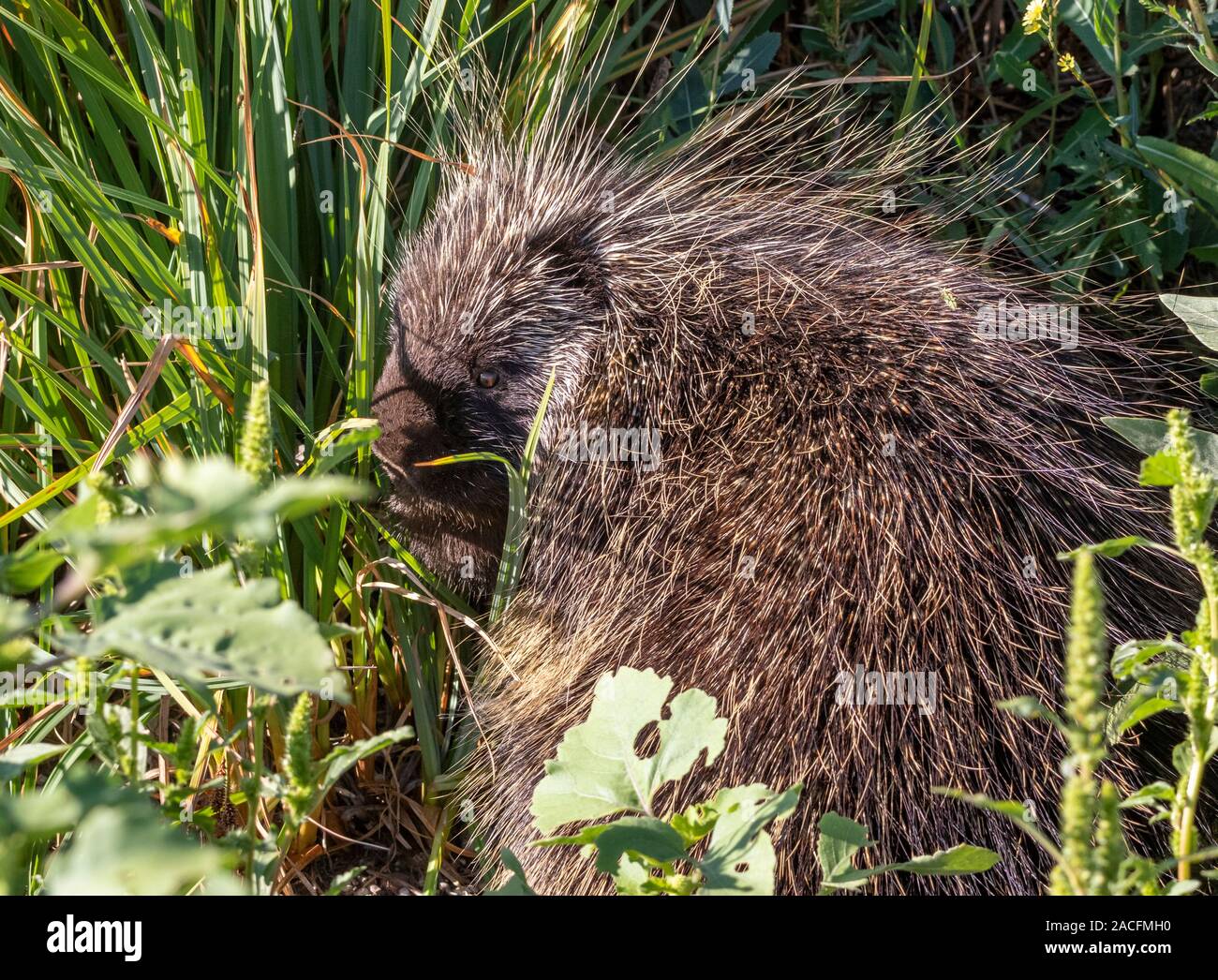 Un porcospino sull'Idaho Prairie. Una voce che istrici può sparare quills è solo che, una voce. Quando è in pericolo, istrici stick loro supporti fino a Foto Stock