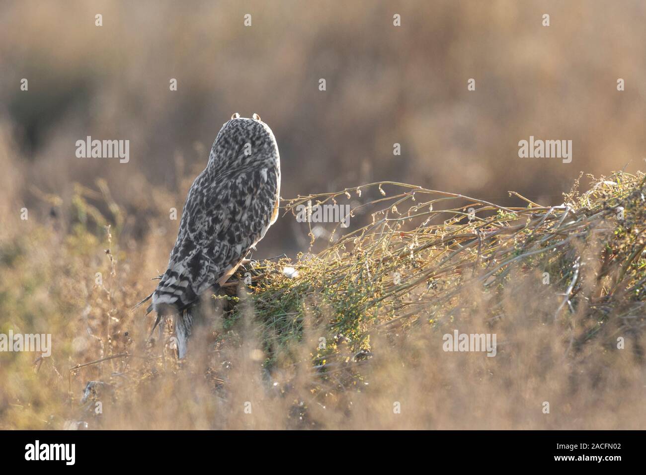 Breve eared owl presso Delta BC Canada Foto Stock