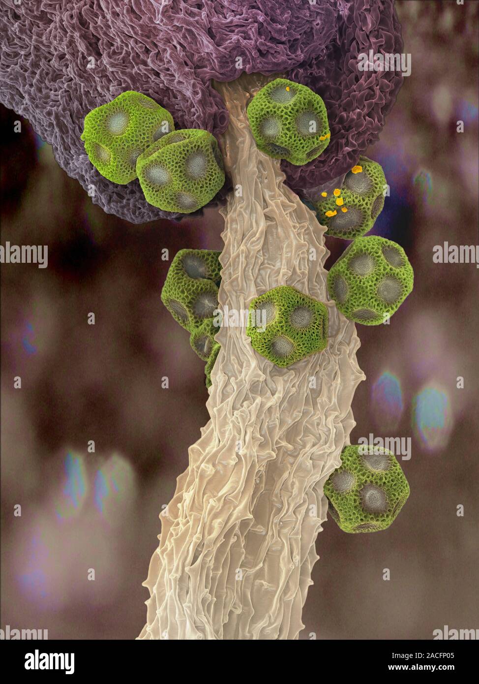 Ficodindia (Opuntia sp.) dei grani di polline (verde) che aderiscono ad un  promotore antera, scanning electron microfotografia (SEM). I granelli di  polline sono strutture riproduttive Foto stock - Alamy