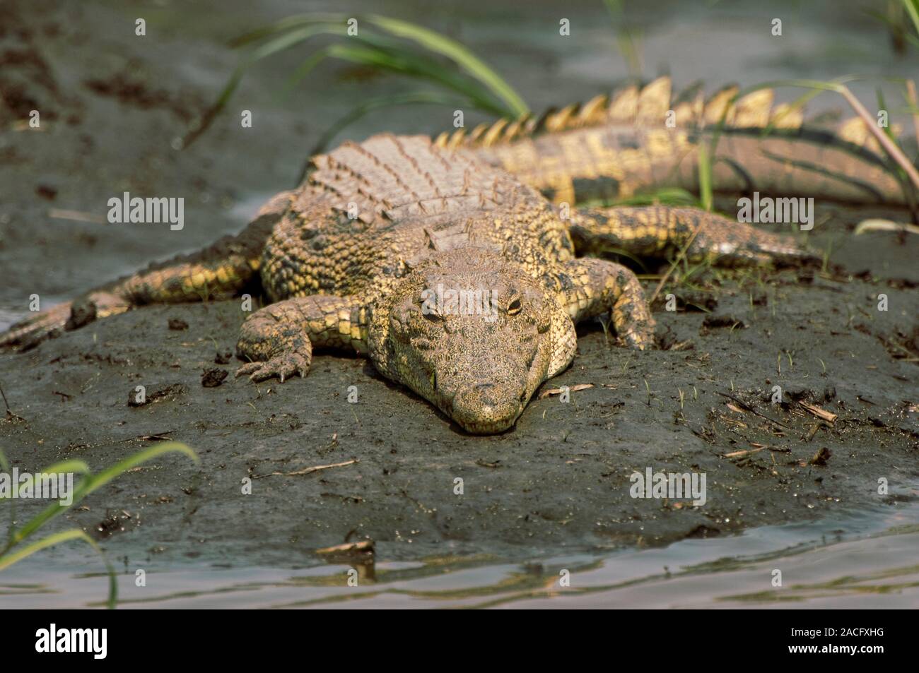 Coccodrillo del Nilo. Coccodrillo del Nilo (Crocodylus niloticus) su di una banca. Coccodrilli del Nilo sono uno dei più grandi rettili, raggiungendo una lunghezza di oltre sei metri Foto Stock