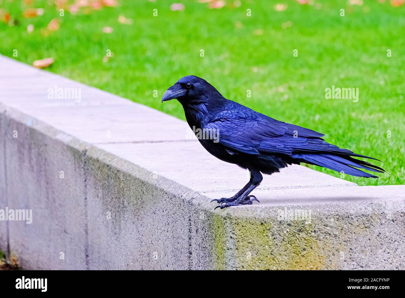 Merlo sul muro di pietra Foto Stock