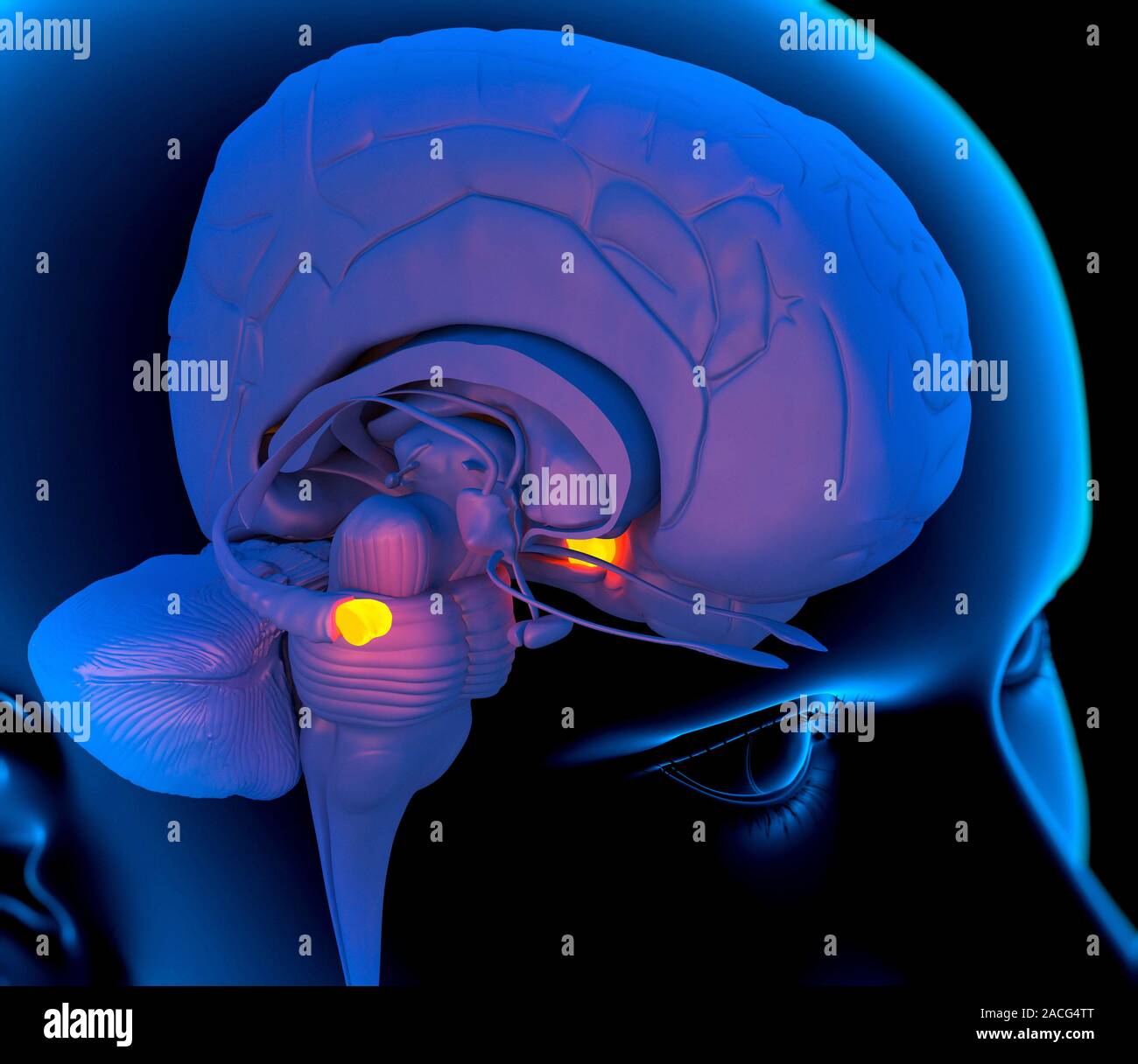 L'amigdala nel cervello. Calcolatore di illustrazione la testa di una persona che mostra l'emisfero sinistro del cervello all'interno. L'area evidenziata mostra i due amygdal Foto Stock