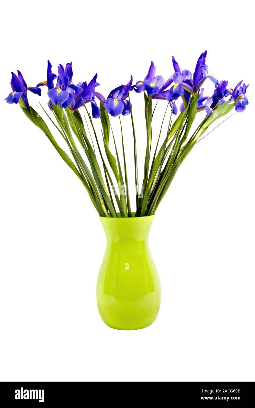 Un taglio fresco bouquet di bandiera blu iride fiori con steli lunghi in un verde lime vaso di vetro. Isolato su sfondo bianco. Foto Stock