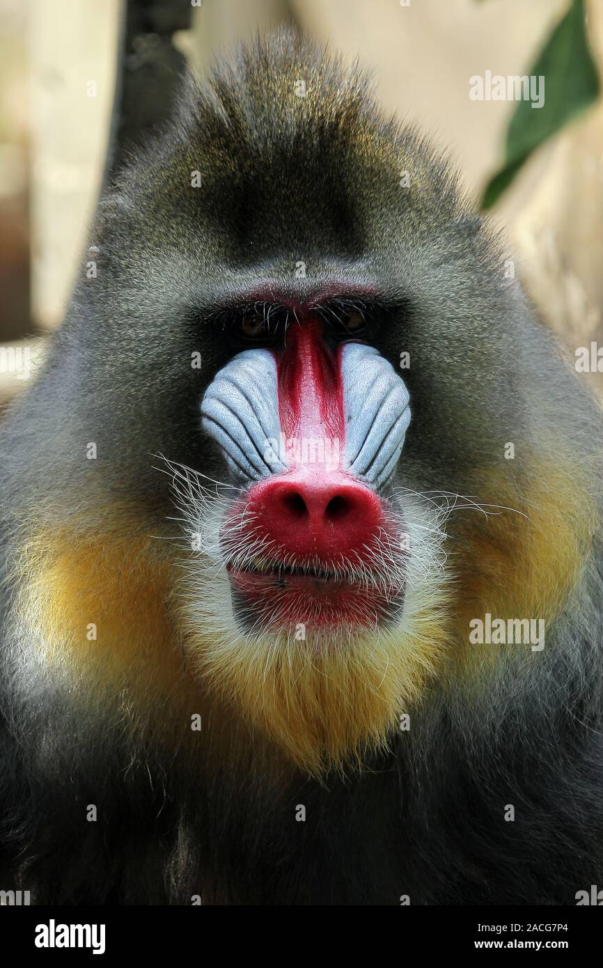 Ritratto di una scimmia Mandrill (Mandrillus sphinx), Indonesia Foto Stock