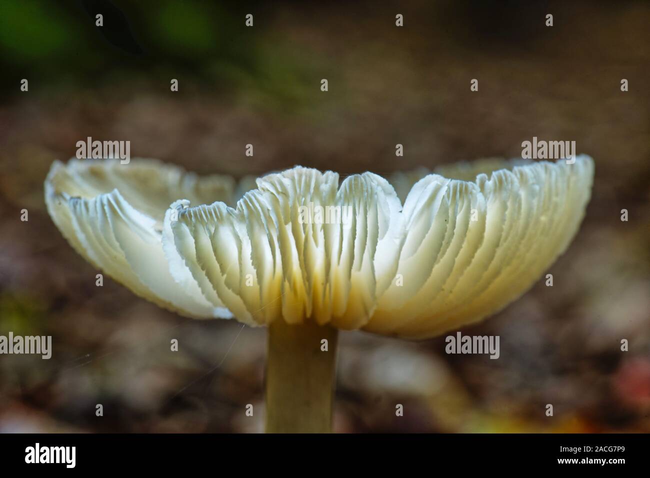 Close-up di un fungo cresce nella foresta, Frisia orientale, Bassa Sassonia, Germania Foto Stock