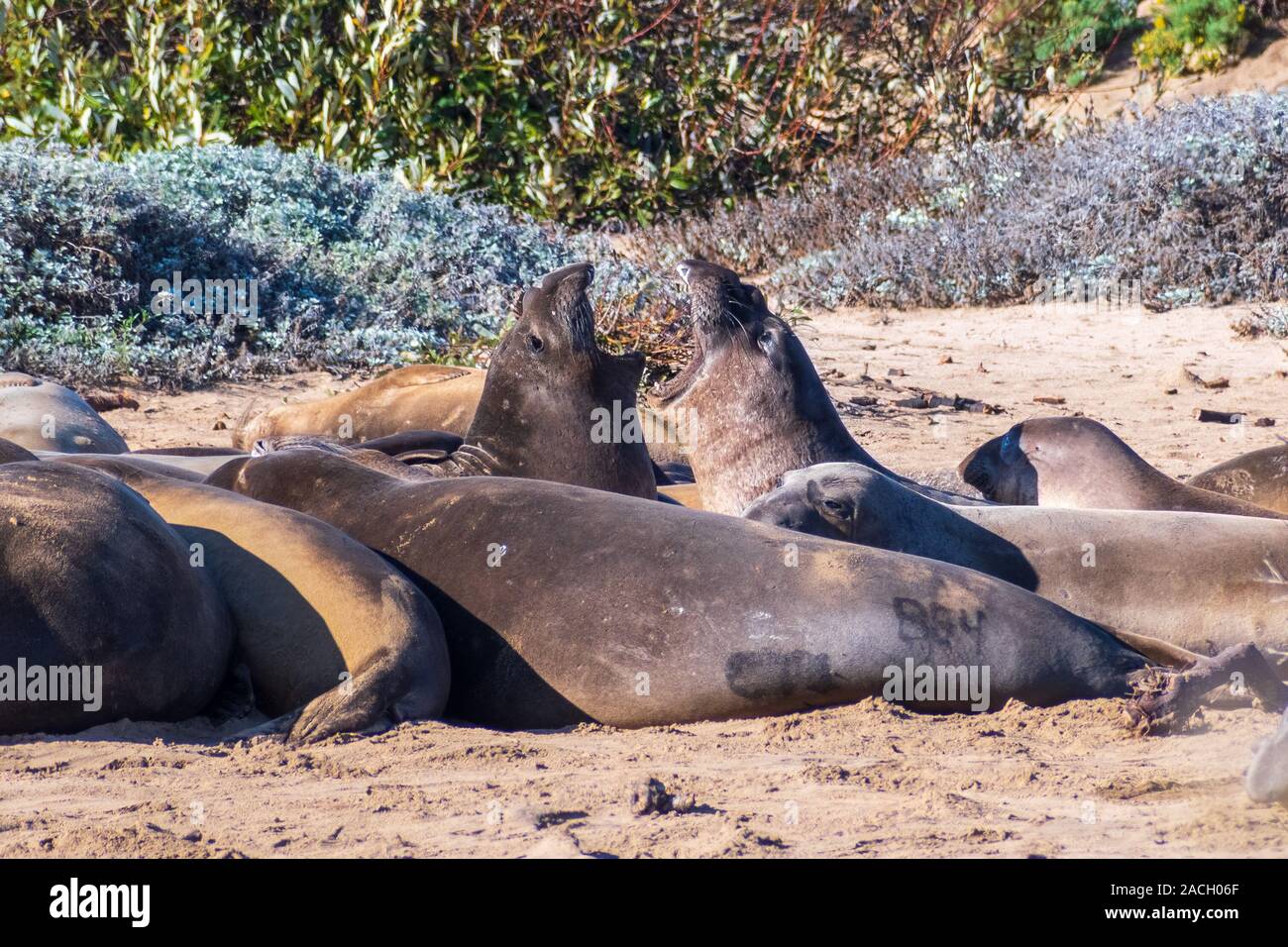 Due elefanti settentrionale guarnizioni (Mirounga angustirostris) combattimenti durante la stagione di accoppiamento mentre circondato da sonno di altre giovani maschi (visibile dolore nero Foto Stock