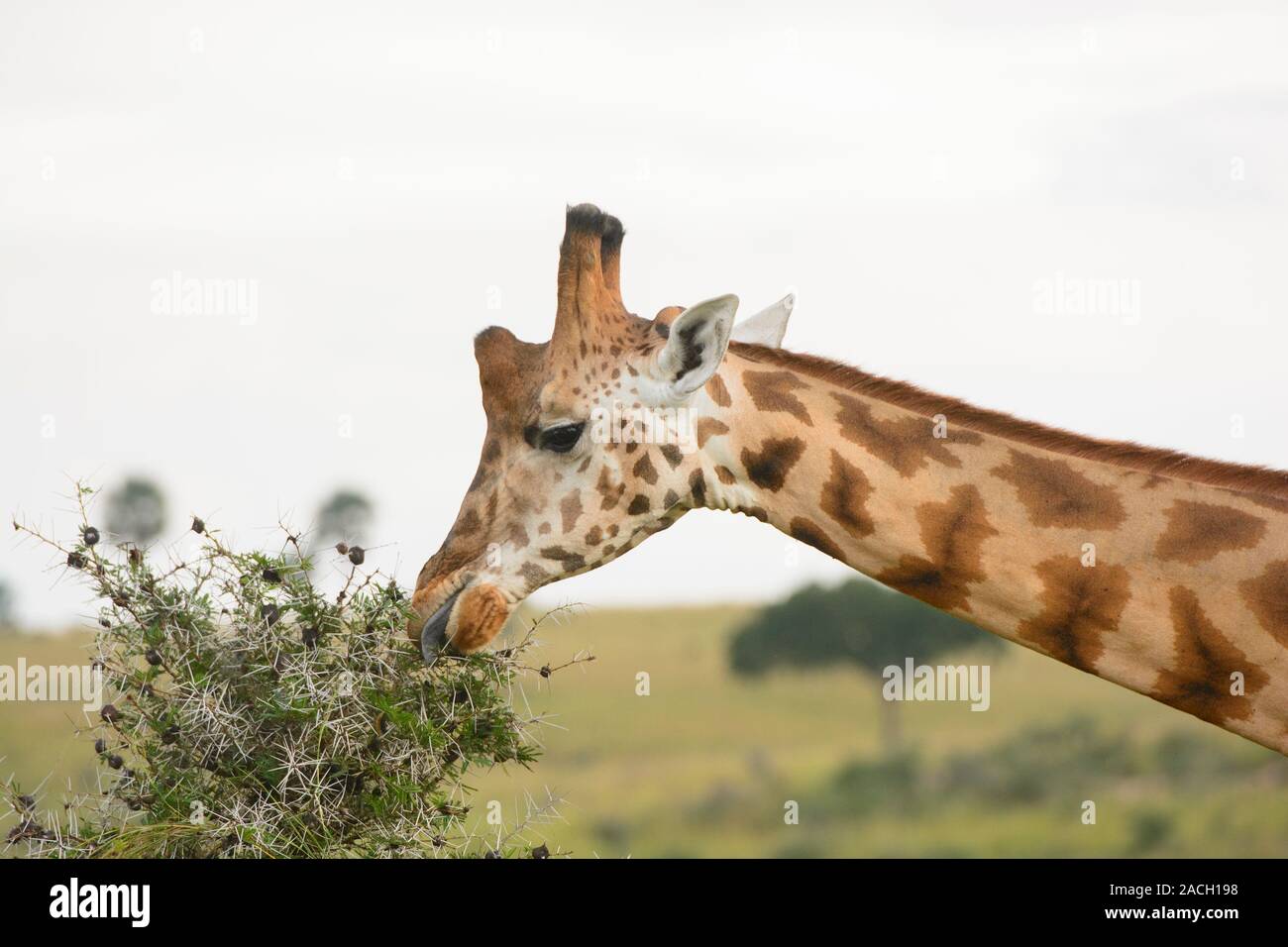 Rothchild la Giraffa a mangiare da un albero di Acacia nel Murchison Falls National Park in Uganda Foto Stock
