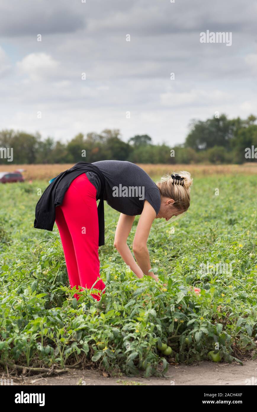 Donna raccolta un organico, pomodori rossi in una fattoria Foto Stock