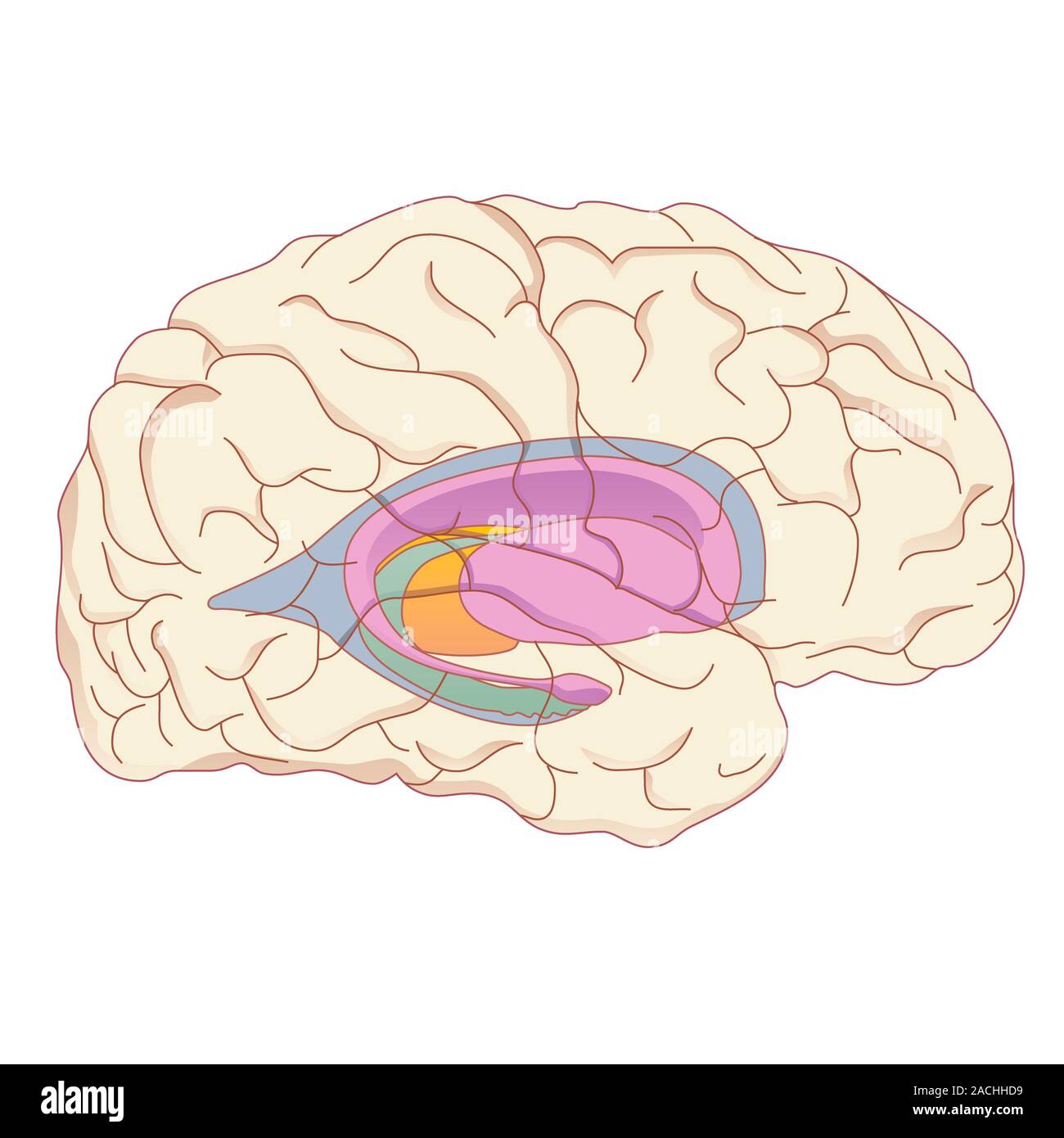 Самый древний отдел мозга. Гипоталамус таламус гиппокамп. Базальные ганглии. Амигдала базальные ганглии. Полосатое тело мозга.