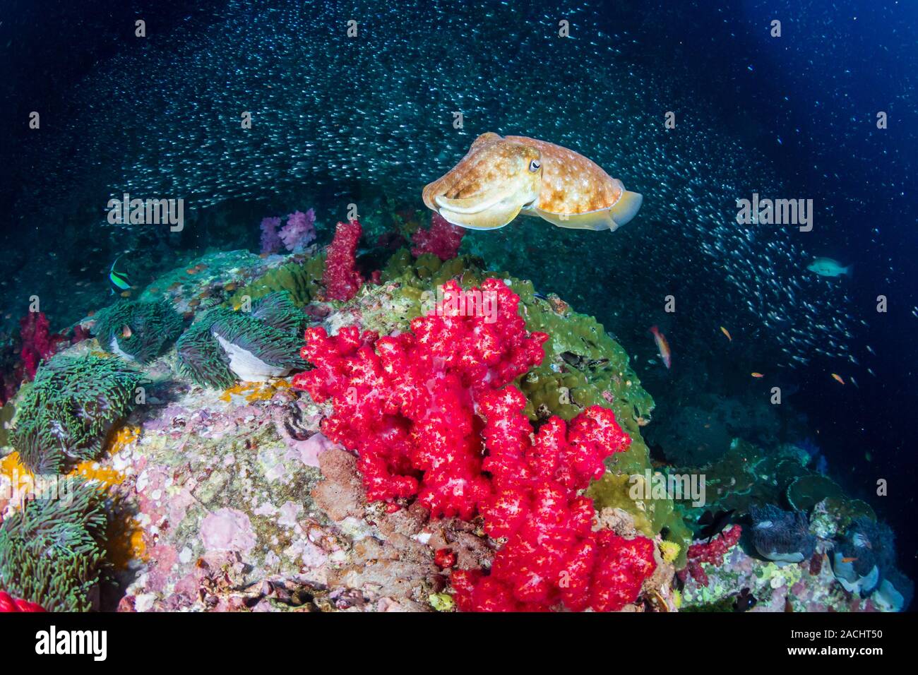 Curioso Seppie all alba di un tropicale Coral reef (Richelieu Rock, Surin isole) Foto Stock