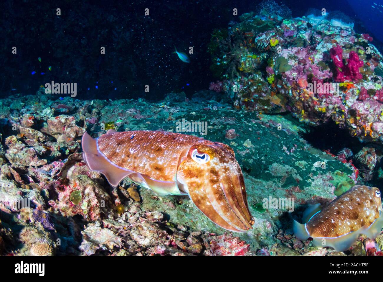 Curioso Seppie all alba di un tropicale Coral reef (Richelieu Rock, Surin isole) Foto Stock