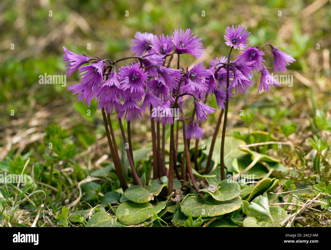 Snowbell comune (Soldanella alpina), noto anche come Alpine Snowbell, fioritura nelle Dolomiti, Italia. Foto Stock