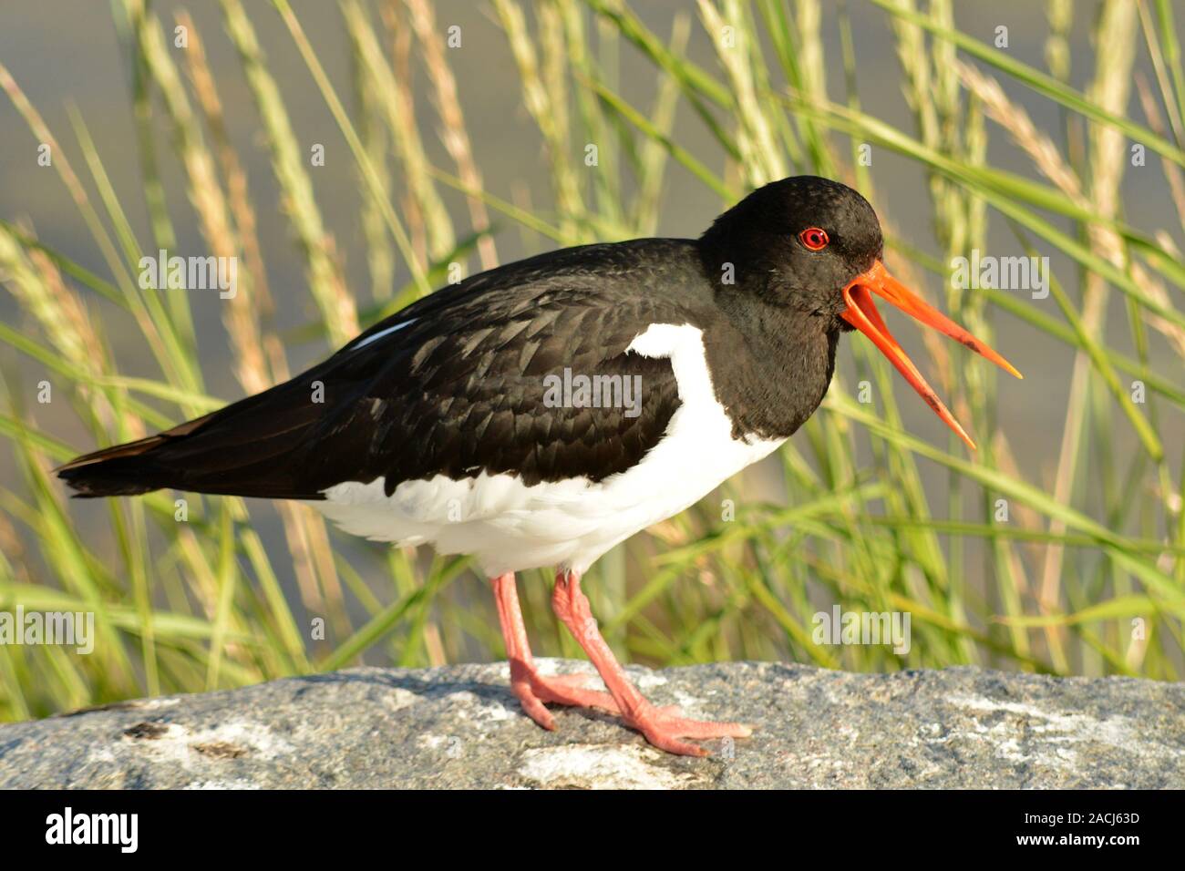 oystercatcher in luce del giorno. Foto Stock