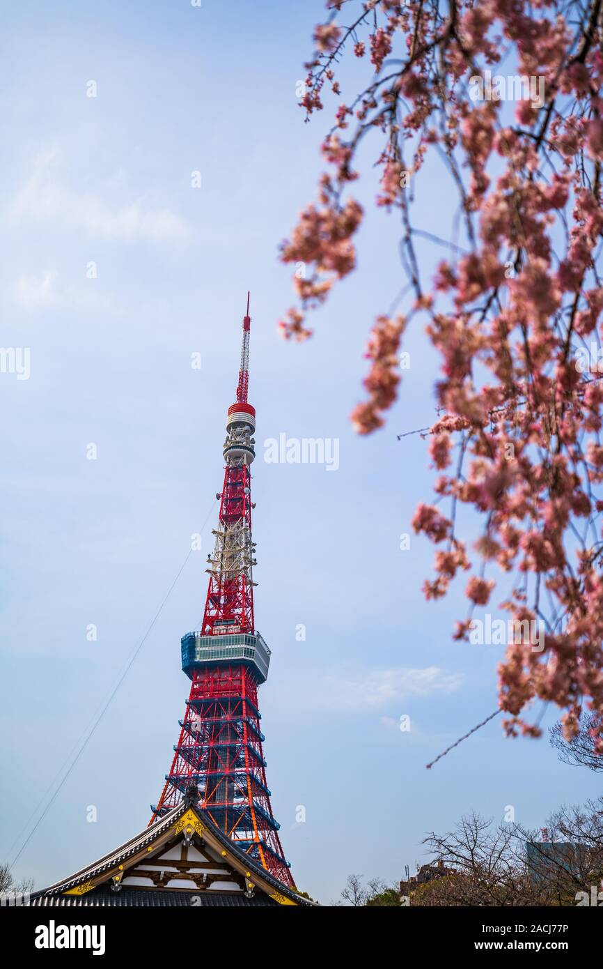 La Torre di Tokyo all primavera cherry blossom time Foto Stock