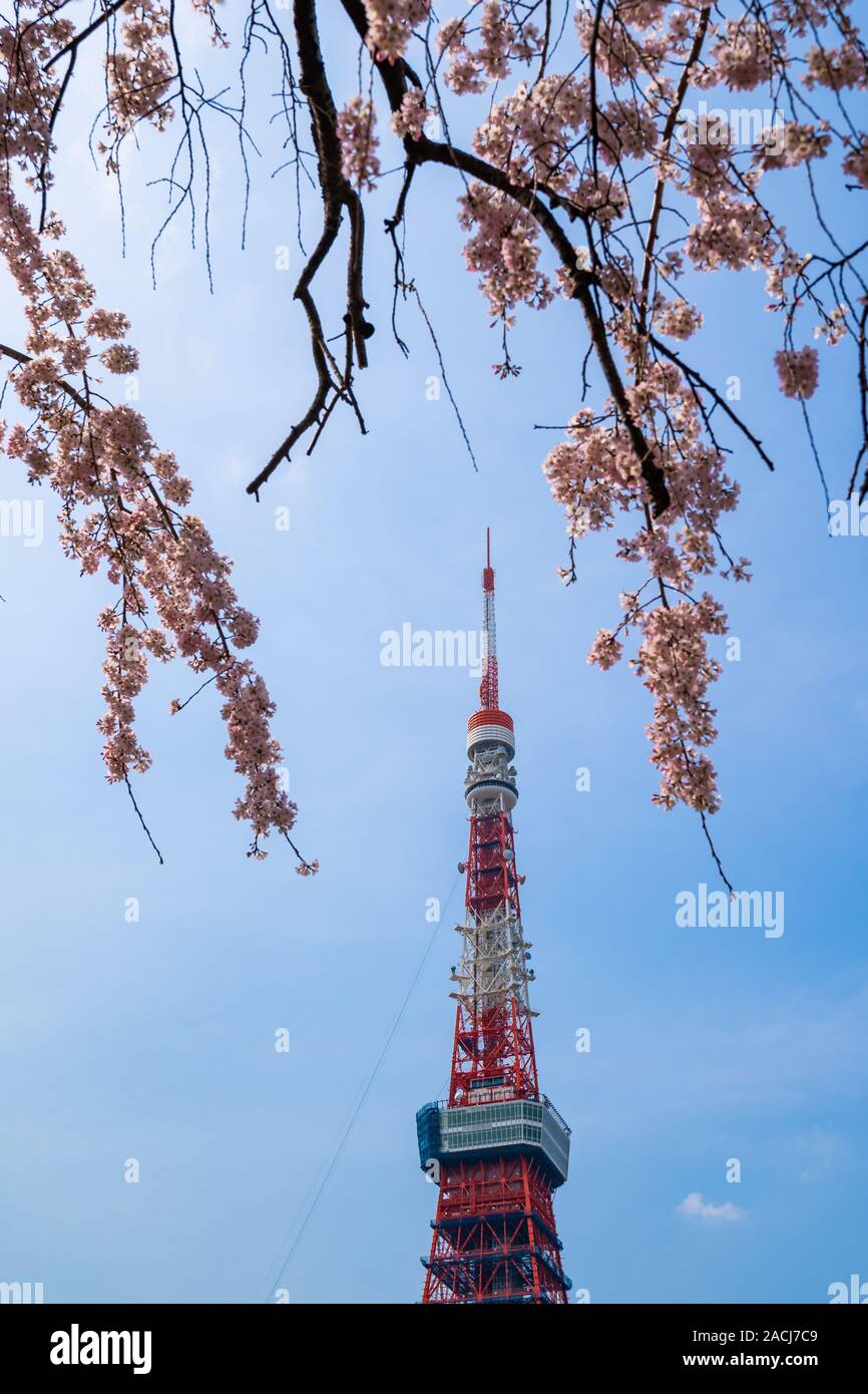 La Torre di Tokyo all primavera cherry blossom time Foto Stock