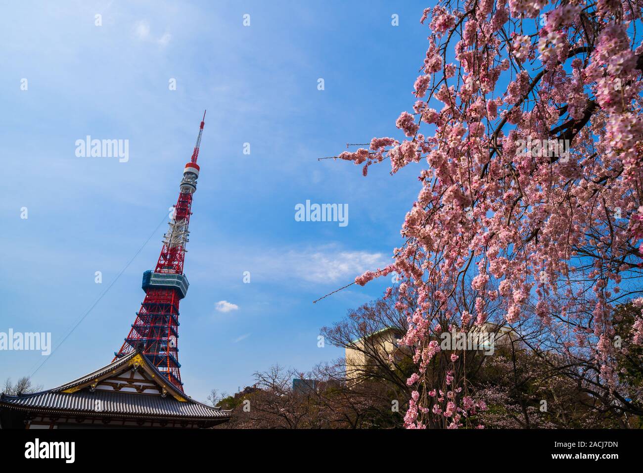 La Torre di Tokyo all primavera cherry blossom time Foto Stock