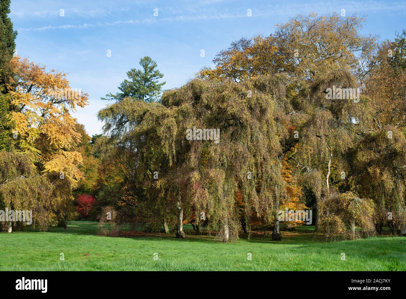 Betula pendula Youngii "". Giovani il pianto della betulla a Westonbirt Arboretum in autunno. Gloucestershire, Inghilterra Foto Stock