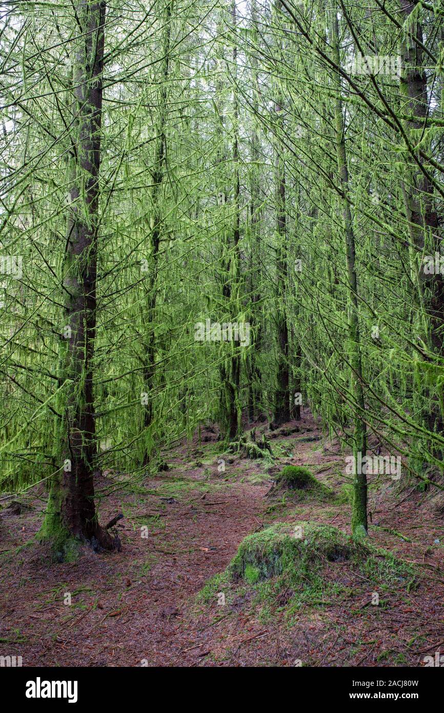 Alberi di pino coperte di muschio sospesi nel bosco lungo accanto a Kennick masterizzare, Dumfries and Galloway, Scozia Foto Stock