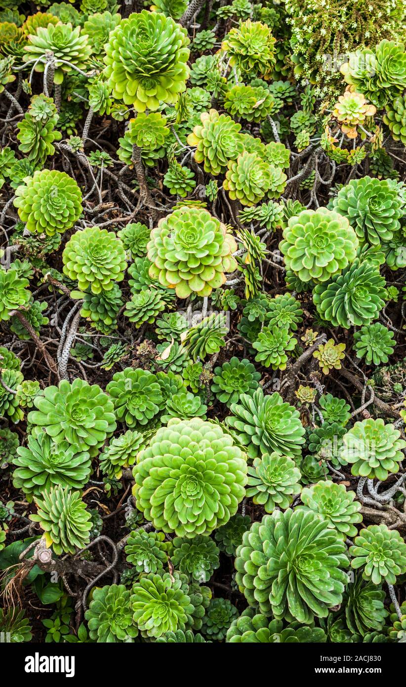 Le piante succulente cresce sull isola di Alcatraz, una Pietra Miliare Storica Nazionale su Alacatraz Island in San Francisco Bay, California, USA. Foto Stock