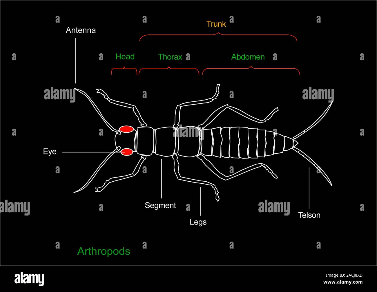 Anatomia artropodi. Diagramma che mostra le principali parti anatomiche di un artropodi, una grande phylum di animali con lo stesso corpo di base piano. Esempi di ar Foto Stock