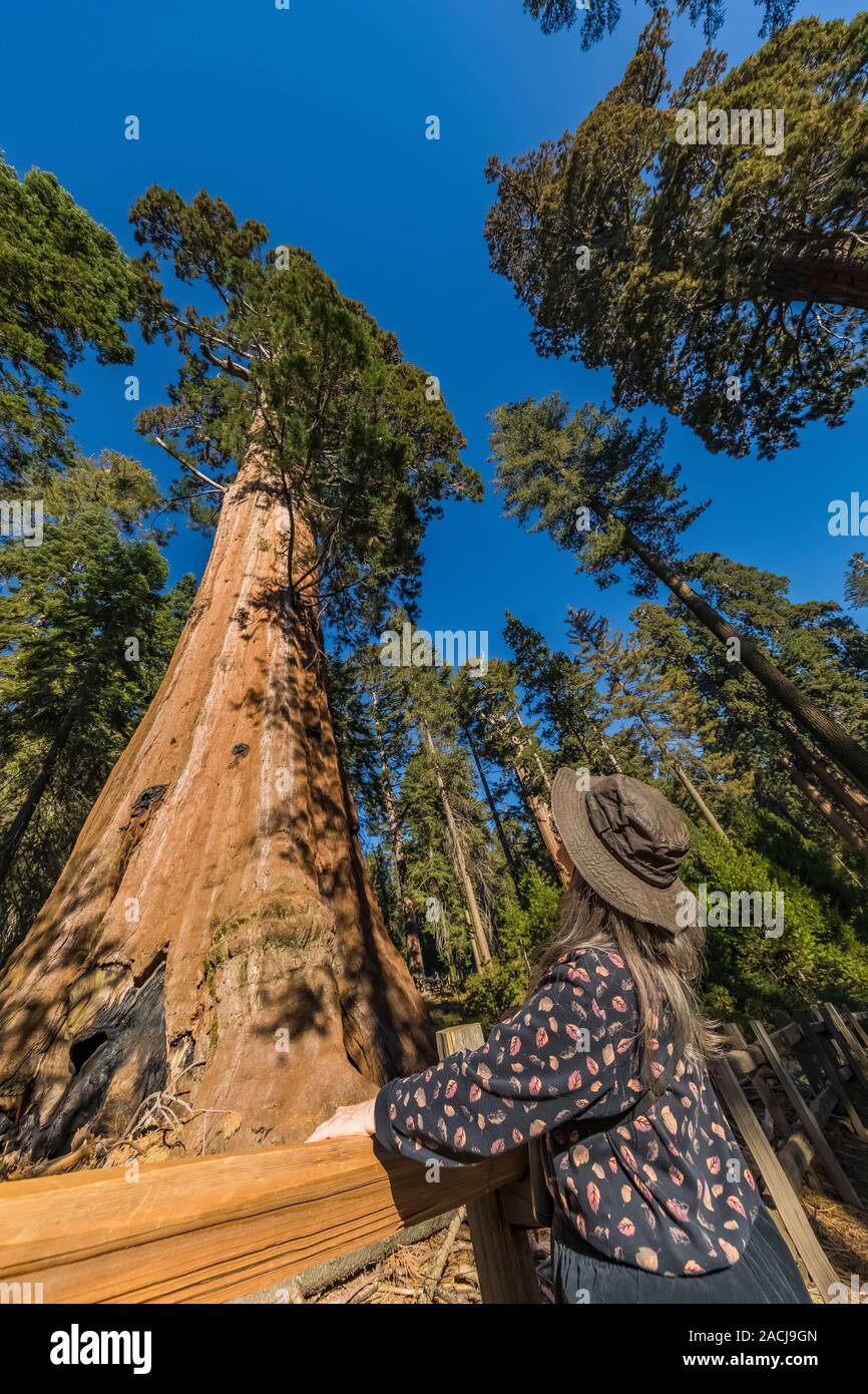 Awe-inspiring Sequoia gigante, Sequoiadendron giganteum, alberi in generale Grant Grove in Kings Canyon National Park, California, Stati Uniti d'America Foto Stock