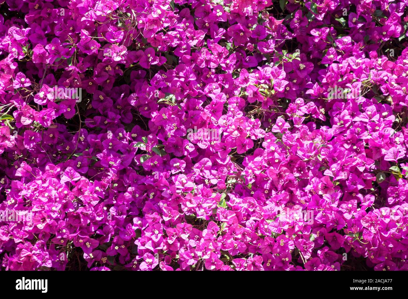 Brattee del vitigno bouganville in fiore pieno, Melbourne, Australia Foto Stock