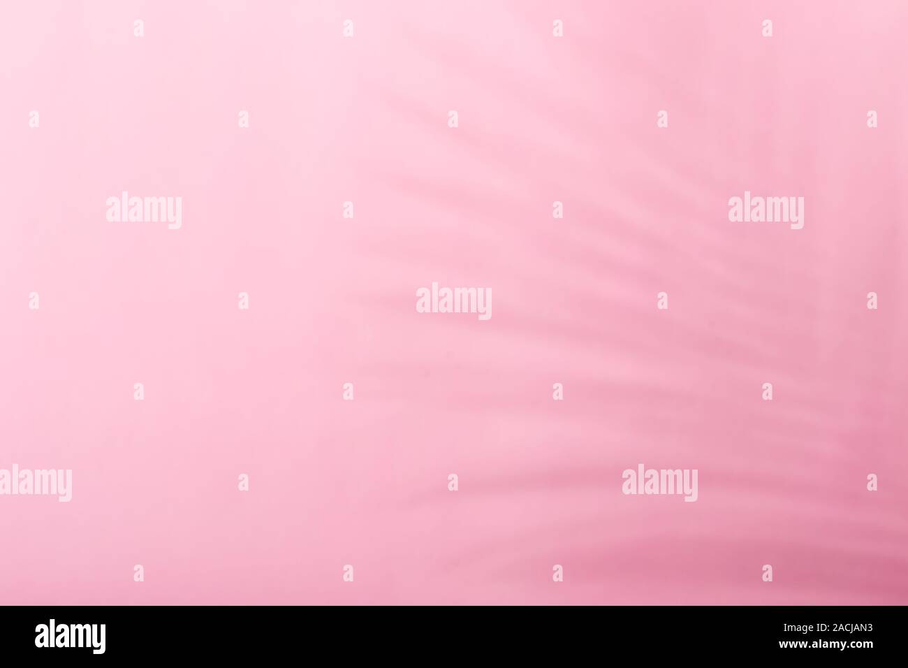 Alla moda di sfondo monocromatico con ombra di foglia tropicale in colore rosa. Foto Stock