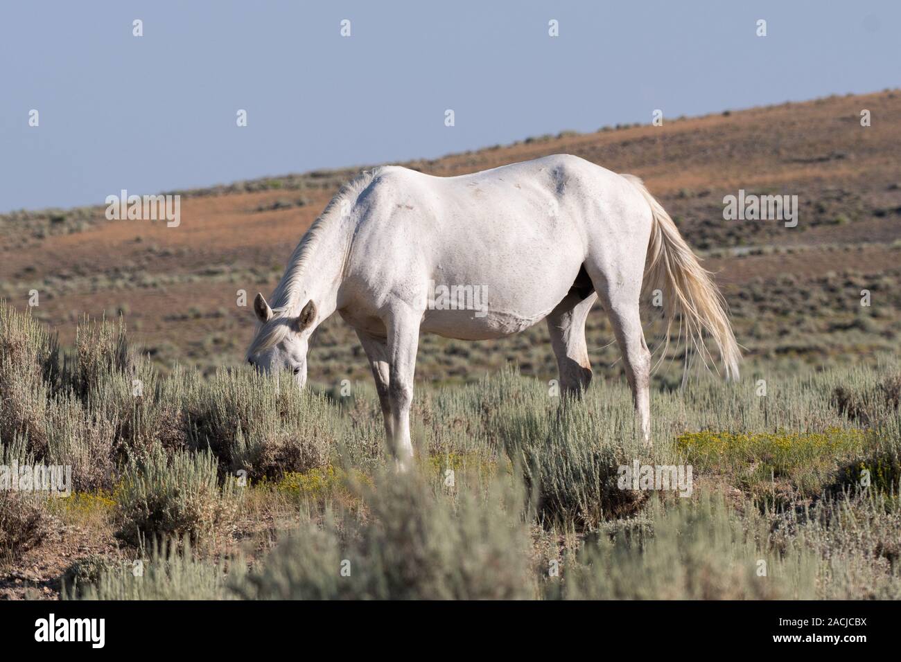 Bianco cavallo selvatico pascolare sulle pianure del Colorado Foto Stock