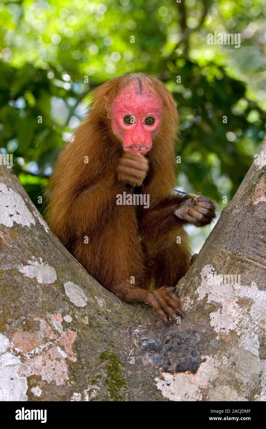 Rosso uakari calvo. Rosso giovane uakari calvo mangiare un insetto in una struttura ad albero. Il rosso uakari calvo (Cacajao calvus rubicundus) è un piccolo nuovo mondo scimmia con un Foto Stock