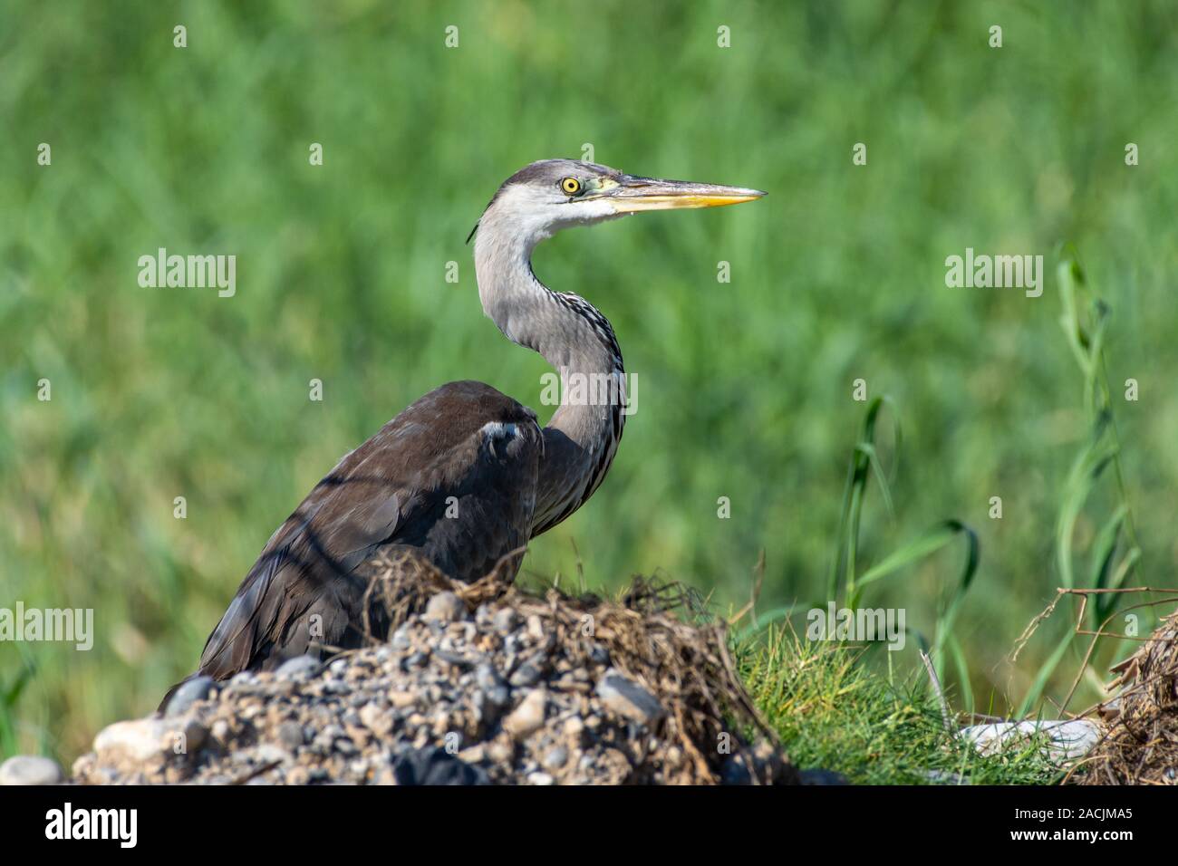 La western reef heron (Egretta gularis) chiamato anche il western reef garzetta vicino fino al sole e sfondo verde dall'acqua nel regno di un Foto Stock