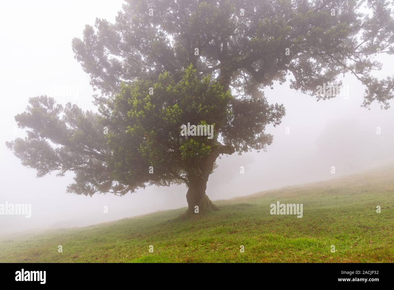 Alloro albero nella foresta nuvolosa, Fanal, di Madera Foto Stock