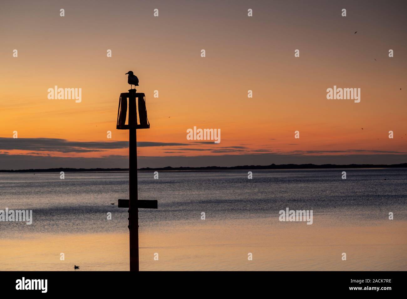 Seagull su un post al tramonto a Caernarfon, costa del Galles Settentrionale Foto Stock